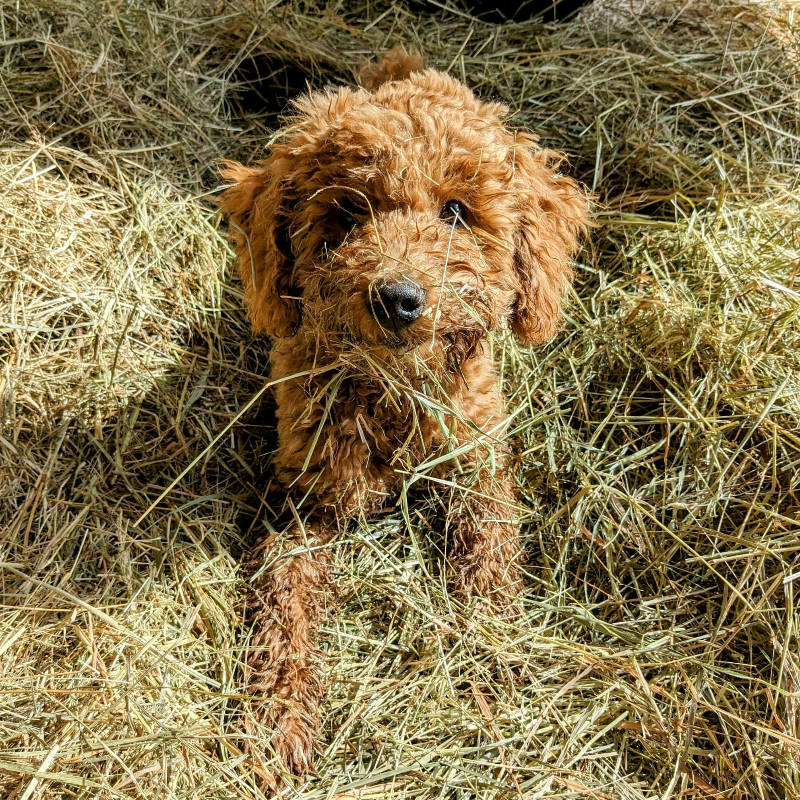 Pudel liegt im Heu auf dem Bauernhof und schaut nach oben