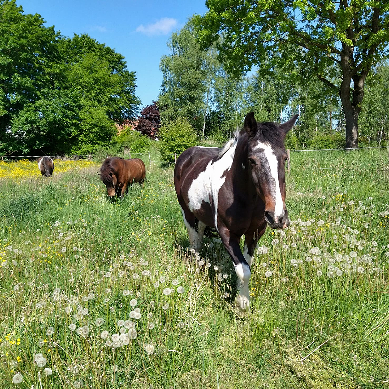 Drei Pferde auf einer Weide mit hohem Gras, die einem entgegenlaufen